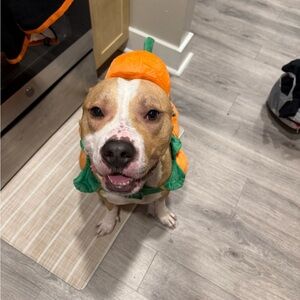 Meet your Posher, Dennis